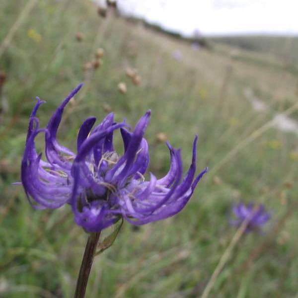 Summer on the Lewes Downs